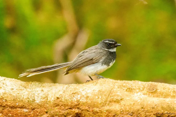 File:Spot-breasted Fantail (Rhipidura albogularis).jpg