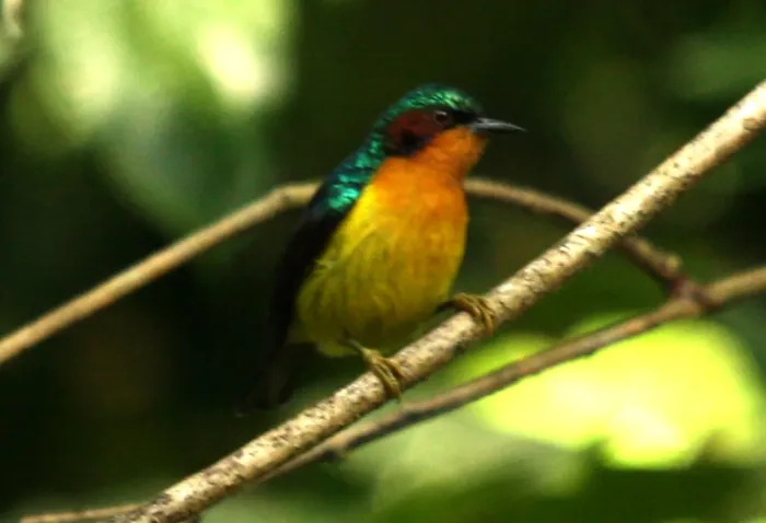 File:Ruby-cheeked Sunbird Chalcoparia singalensis by Dr. Raju Kasambe IMG 2450 (6).jpg