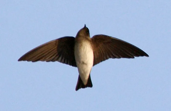 File:Grey-throated Sand-martin Riparia chinensis by Dr. Raju Kasambe (5).jpg