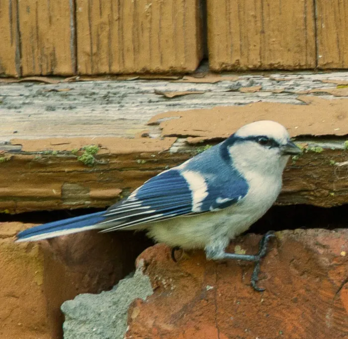 File:Azure Tit (Cyanistes cyanus) (14180441978) (cropped).jpg