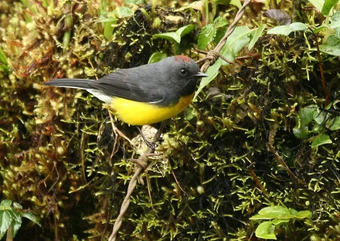 File:Myioborus miniatus -NW Ecuador-8.jpg
