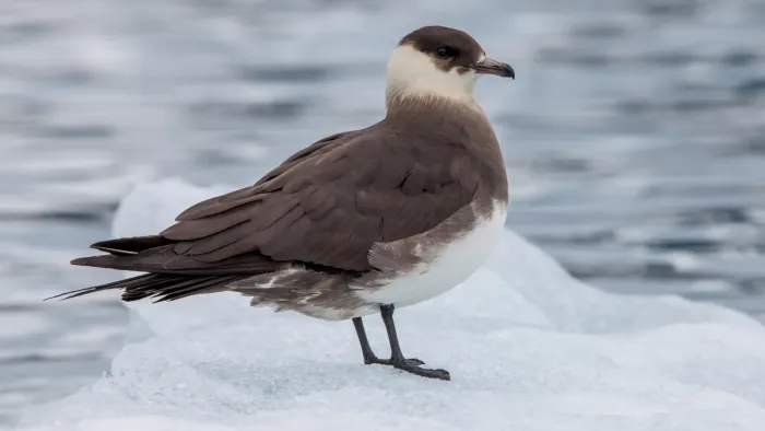 File:Arctic skua (Stercorarius parasiticus) on an ice floe, Svalbard.jpg