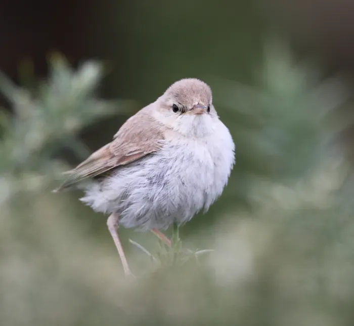 File:Iduna caligata telor bacsiog.jpg