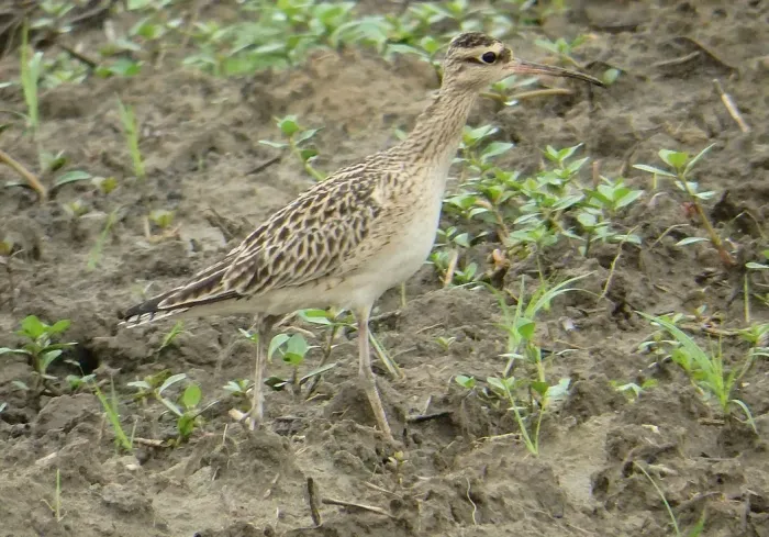 File:Numenius minutus, Taoyuan, Taiwan 2.jpg