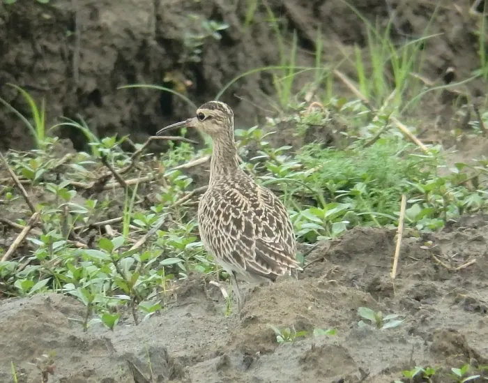 File:Numenius minutus, Taoyuan, Taiwan 4.jpg