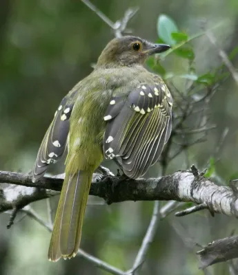 File:Eastern Nicator (Nicator gularis).jpg