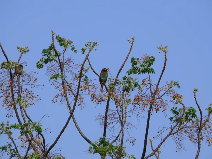File:Great Barbet - Psilopogon virens - P1030600.jpg
