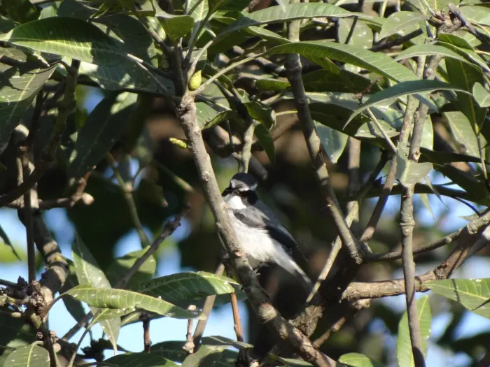 File:Grey Buschchat - Saxicola ferreus - DSC03945.jpg