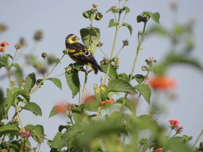 File:Yellow-breasted Greenfinch - Chloris spinoides - DSC05596.jpg