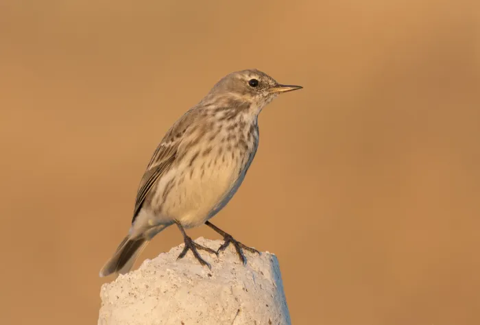 File:Anthus spinoletta - Water Pipit, Kahramanmaraş 2016-11-18 01-4.jpg