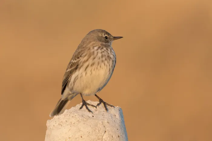 File:Anthus spinoletta - Water Pipit, Kahramanmaraş 2016-11-18 01-7.jpg