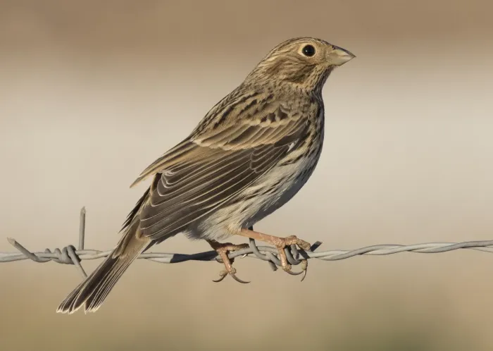 File:Emberiza calandra - Corn Bunting, Kahramanmaraş 2016-11-18 03-4.jpg
