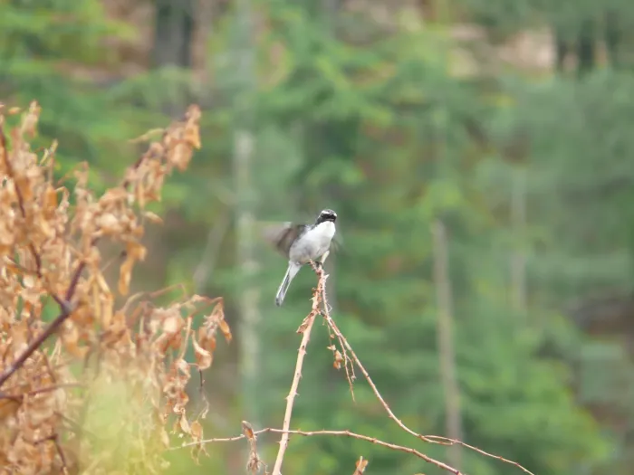 File:Grey Bushchat - Saxicola ferreus - P1040488.jpg