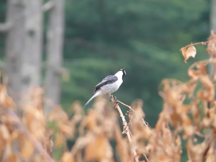 File:Grey Bushchat - Saxicola ferreus - P1040490.jpg