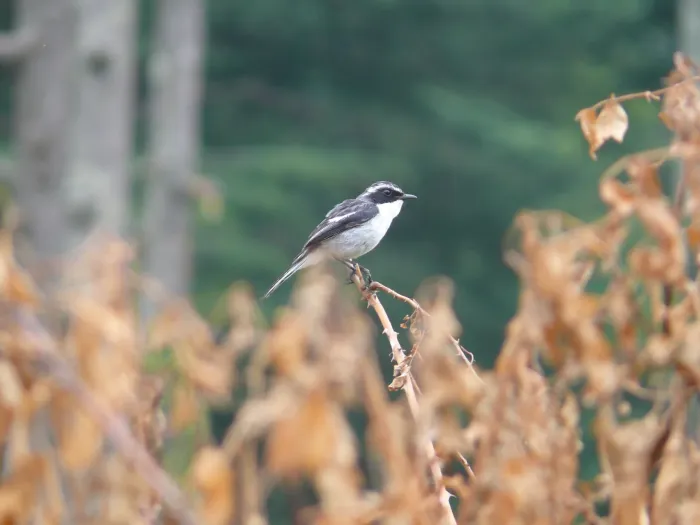 File:Grey Bushchat - Saxicola ferreus - P1040491.jpg