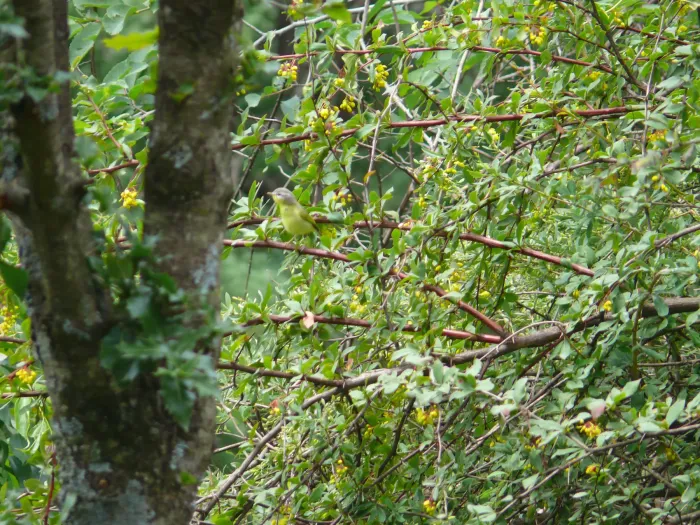 File:Grey-hooded Warbler - Phylloscopus xanthoschistos - P1040518.jpg