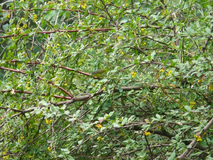 File:Grey-hooded Warbler - Phylloscopus xanthoschistos - P1040517.jpg