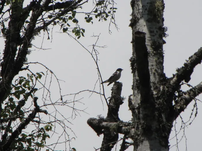 File:Ficedula semitorquata.jpg