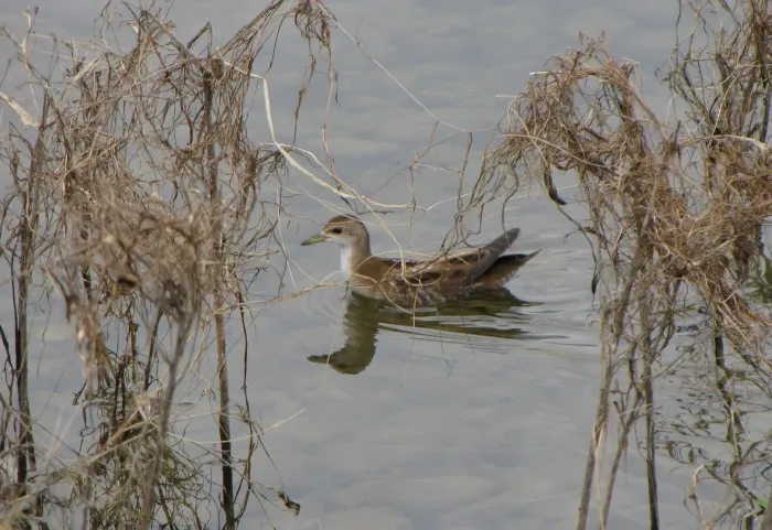File:Zapornia parva Porzana parva.jpg