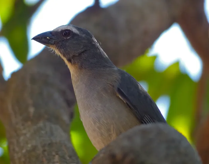 File:Greyish Saltator (Saltator coerulescens) (30943205644).jpg
