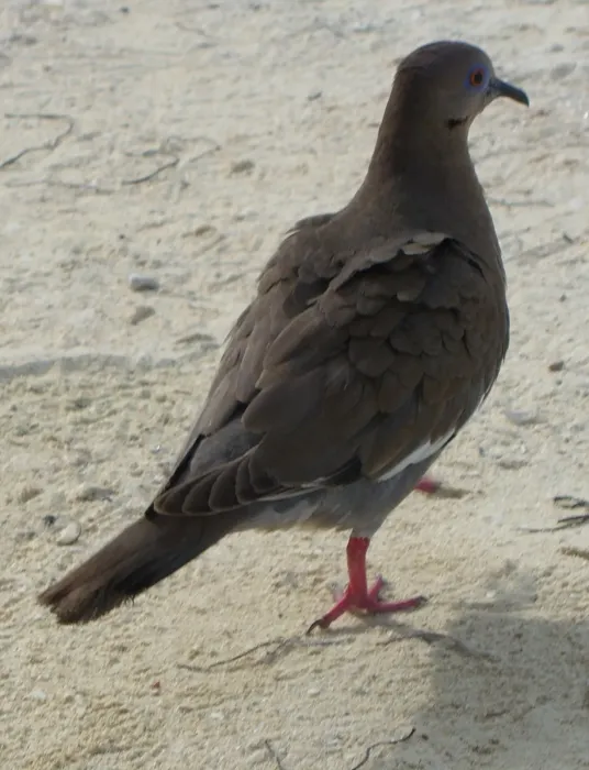 File:Zenaida asiatica, San Andrés (2).jpg