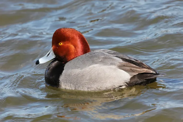 File:Redhead - Aythya americana, Oakley Street, Cambridge, Maryland.jpg