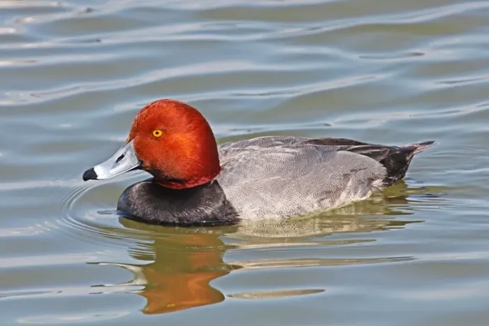 File:Redhead - Aythya americana, Oakley Street, Cambridge, Maryland - 8617965969.jpg