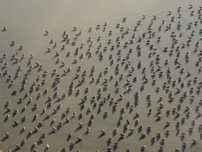 File:Long-billed Dowitchers - Limnodromus scolopaceus, Reifel Sanctuary, Ladner, British Columbia.jpg