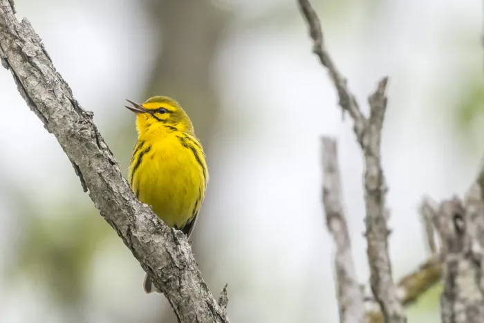 File:Prairie Warbler (Setophaga discolor) (26917841545).jpg