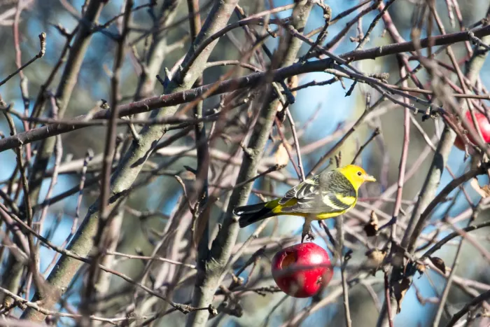File:Western Tanager (Piranga ludoviciana) (23249385823).jpg