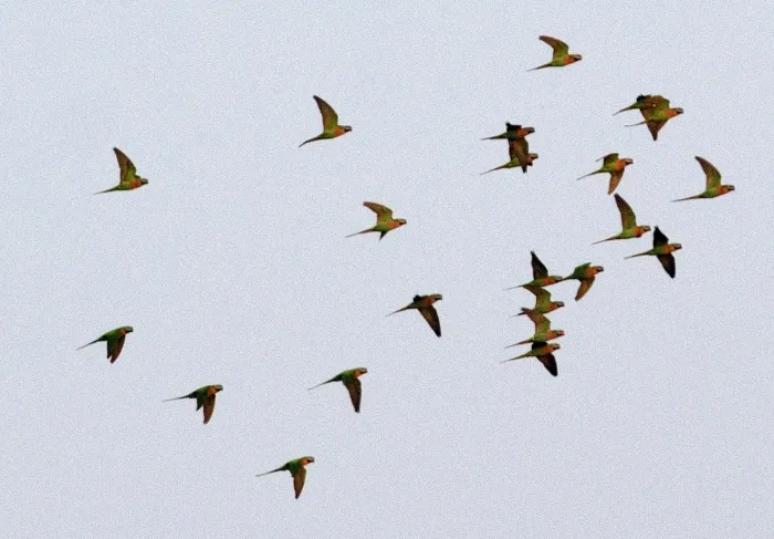File:Red-breasted Parakeet Psittacula alexandri Uttarakhand by Dr Raju Kasambe.jpg