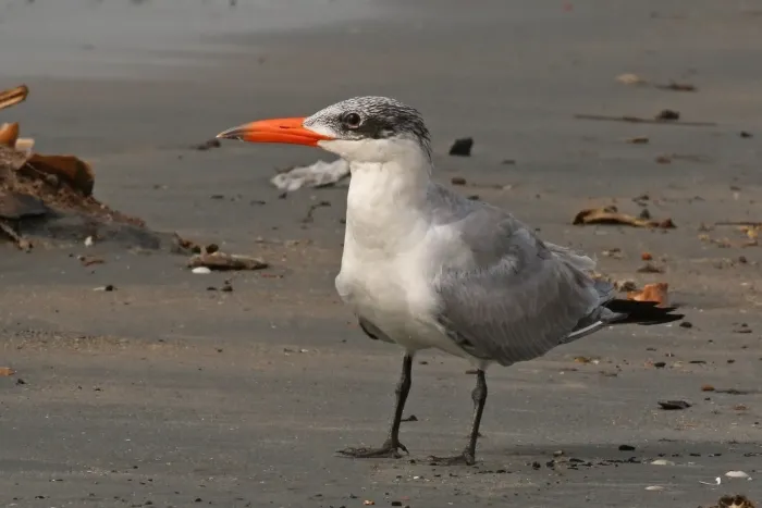 File:Caspian tern (Hydroprogne caspia) non-breeding.jpg