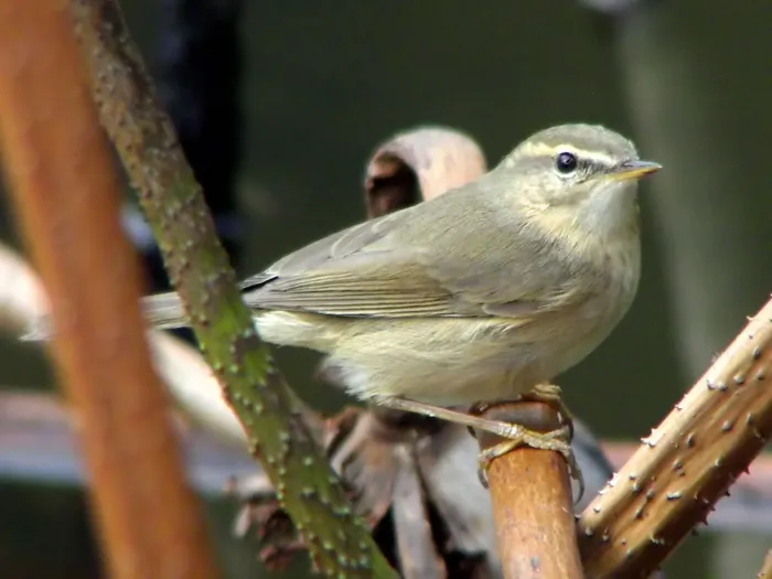 File:Phylloscopus fuscatus.jpg