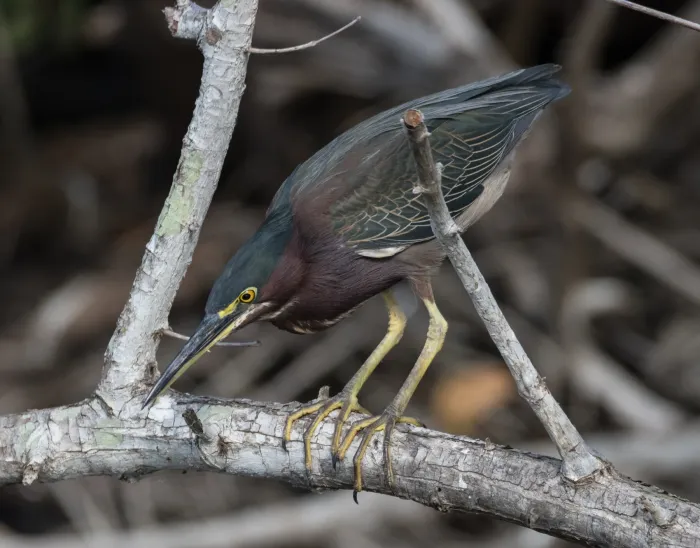 File:Butorides virescens stalking.jpg