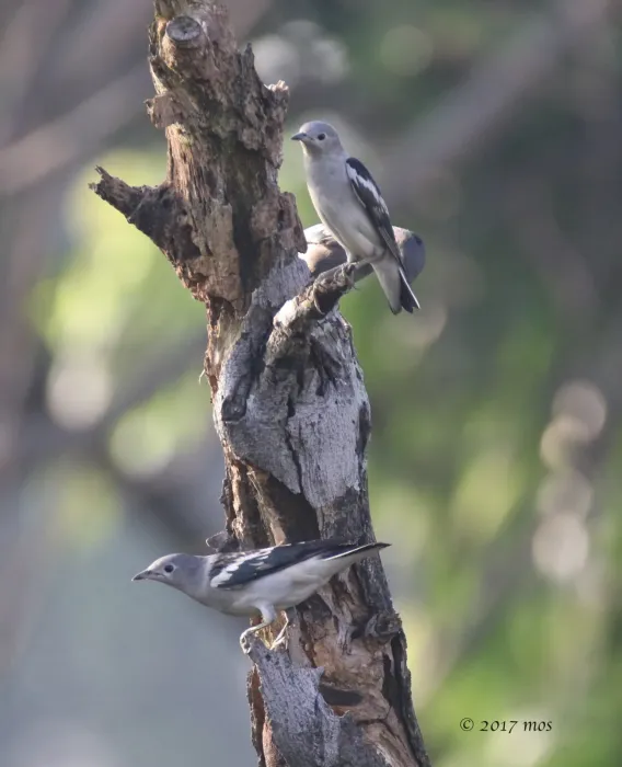 File:Daurian Starling (Agropsar sturninus) in Jakarta, Indonesia.jpg