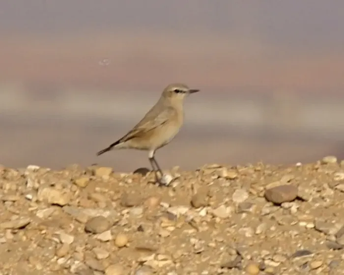 File:EF Isabelline Wheatear Oenanthe isabellina Q0S5349.jpg