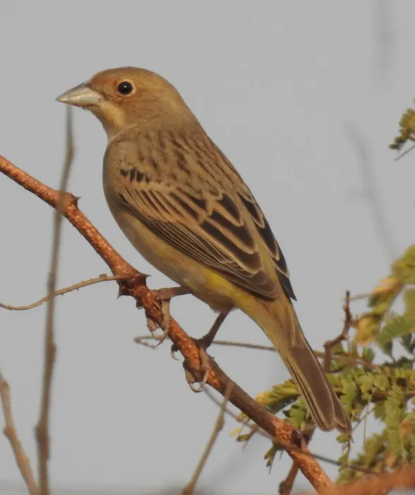File:Red-headed Bunting Emberiza bruniceps Female by Dr. Raju Kasambe DSCN9058 (175).jpg
