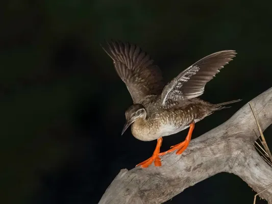 File:Podica senegalensis01.jpg