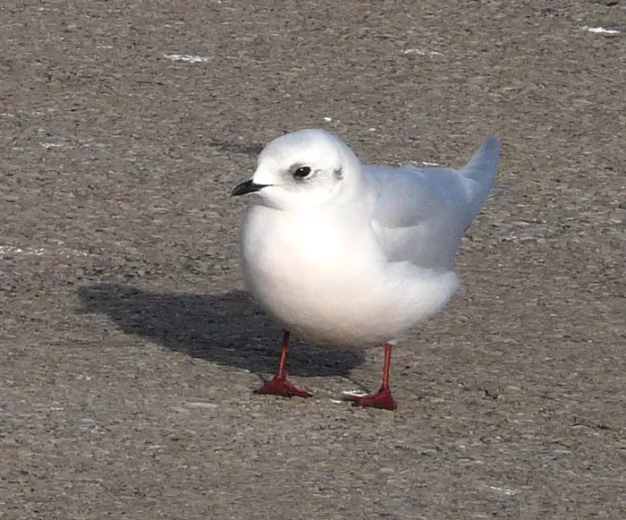 File:Ross's Gull (Rhodostethia rosea).jpg