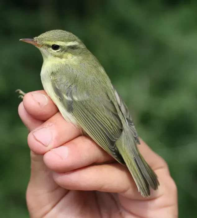 File:Phylloscopus nitidus (Phylloscopidae) (Green Warbler), Chorokhi Delta, Georgia.jpg