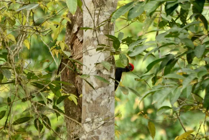 File:White-bellied woodpecker or great black woodpecker (Dryocopus javensis) JEG2237 a1.jpg