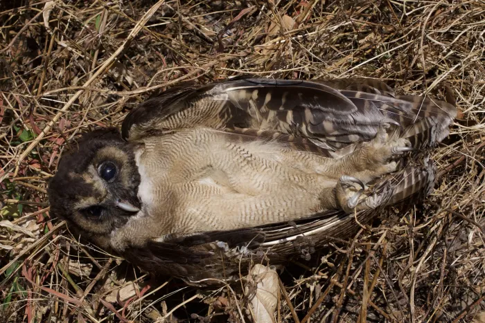 File:Hunting Brown Wood Owl Strix leptogrammica 7761 06.jpg