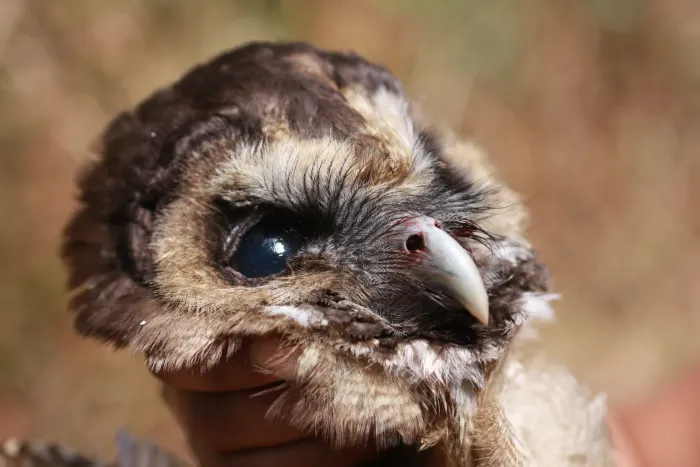 File:Hunting Brown Wood Owl Strix leptogrammica 7761 10.jpg