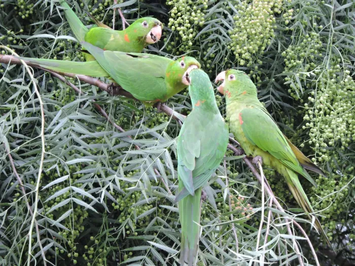 File:Psittacara leucophthalmus - White-eyed parakeet - four in tree.jpg