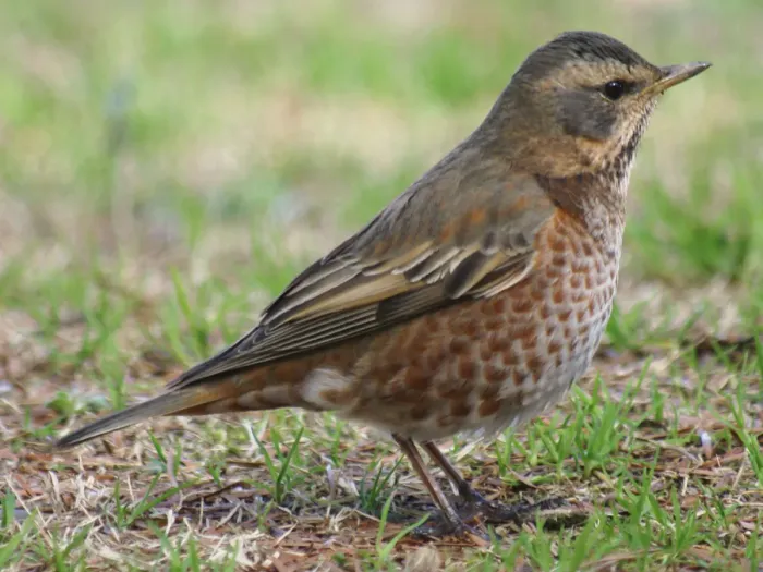 File:Turdus naumanni naumanni.jpg