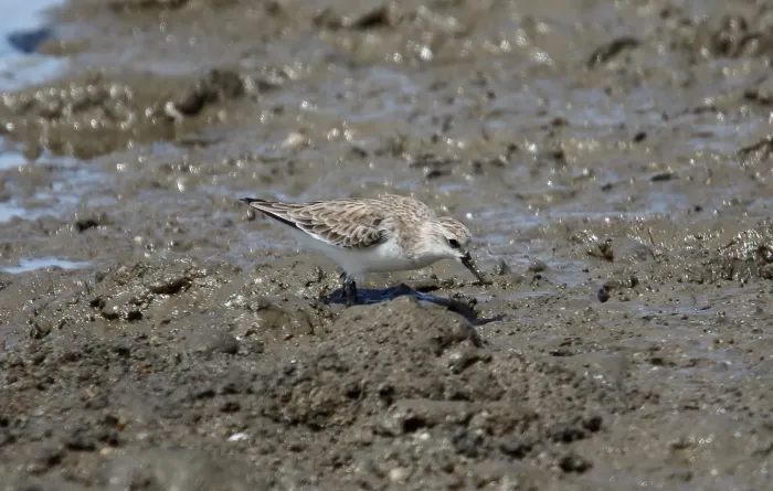 File:Red-necked Stint (Calidris ruficollis) (31215793132).jpg