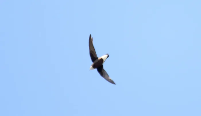 File:White-throated needletail (Hirundapus caudacutus) (31374019505).jpg