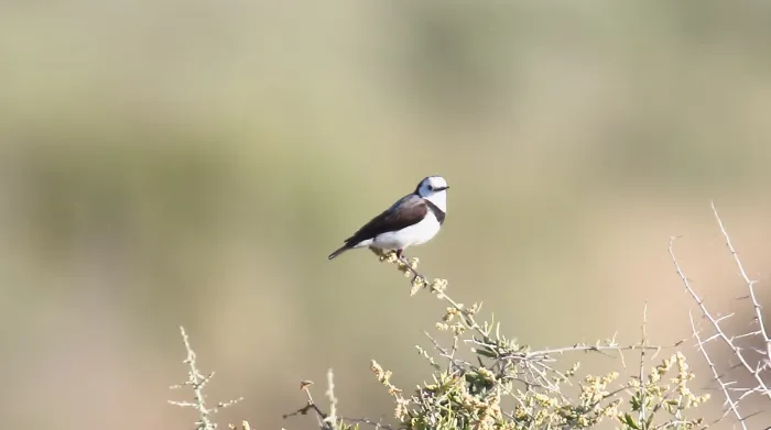 File:White-fronted Chat (Epthianura albifrons) (31026721310).jpg
