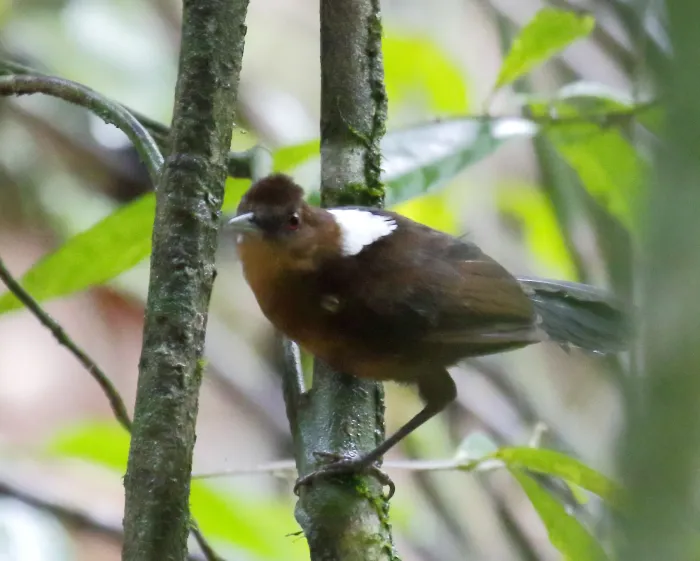 File:Pyriglena leuconota pernambucensis - Pernambuco fire-eye (female) 01.jpg