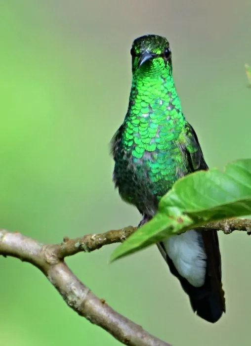 File:Chalybura buffonii (Colibrí de Buffon) (36016732393).jpg